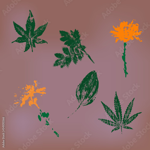 A collection of plants used in medicine. Prints of plantain leaves, castor, hemp, marshmallow and dandelion.