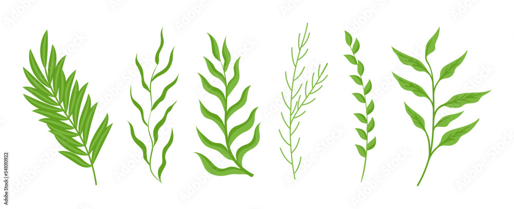Branches of plants with green leaves set. Botanical vector illustrations of summer foliage. Cartoon greenery with leaf of different shapes isolated on white. Nature, herbarium, decoration concept Branches of plants with green leaves set. Botanical vector illustrations of summer foliage. Cartoon greenery with leaf of different shapes isolated on white. Nature, herbarium, decoration concept