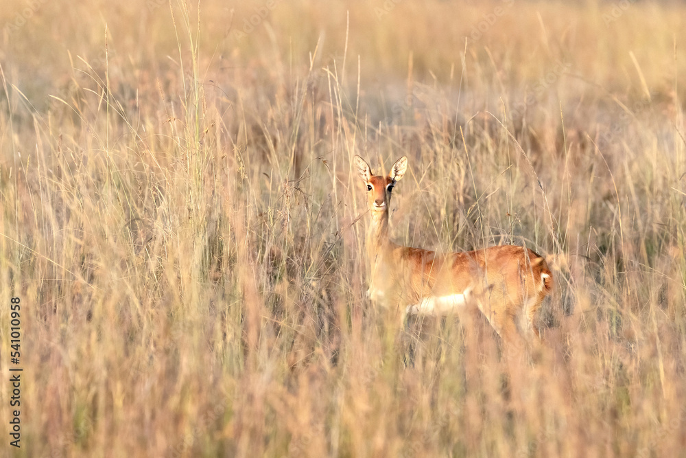 Naklejka premium Female impala, aepyceros melampus, hidden in the long dry grass of the Masai Mara National Park, Kenya. This grazing herd animal will hide in the grasslands from predators