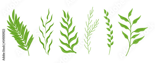 Branches of plants with green leaves set. Botanical vector illustrations of summer foliage. Cartoon greenery with leaf of different shapes isolated on white. Nature  herbarium  decoration concept