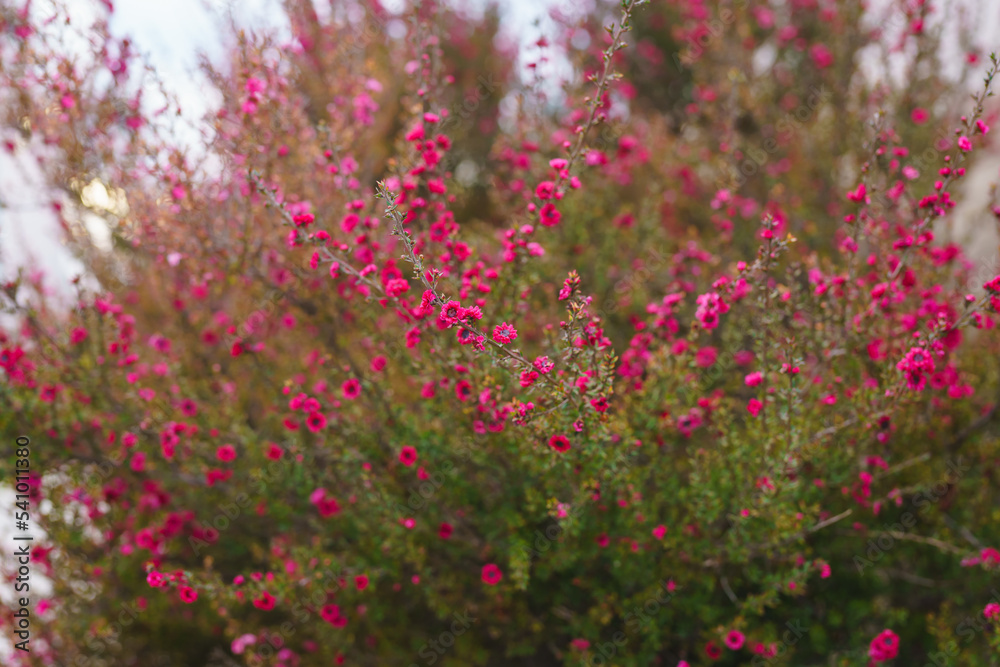 Manuka tree blossom close up. Native New Zealand evergreen plant Leptospermum scoparium (Tea tree) in bloom with pink flowers Manuka tree blossom close up. Native New Zealand evergreen plant Leptospermum scoparium (Tea tree) in bloom with pink flowers