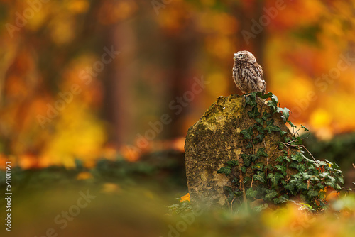cute little owl (Athene noctua) on a tombstone with an orange background