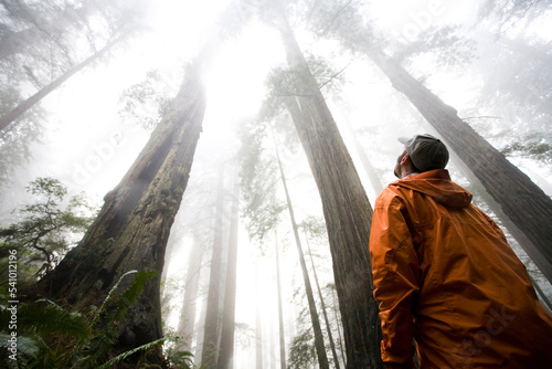 Redwood National Park, California. A hiker peers up at the some of the tallest trees in the world.