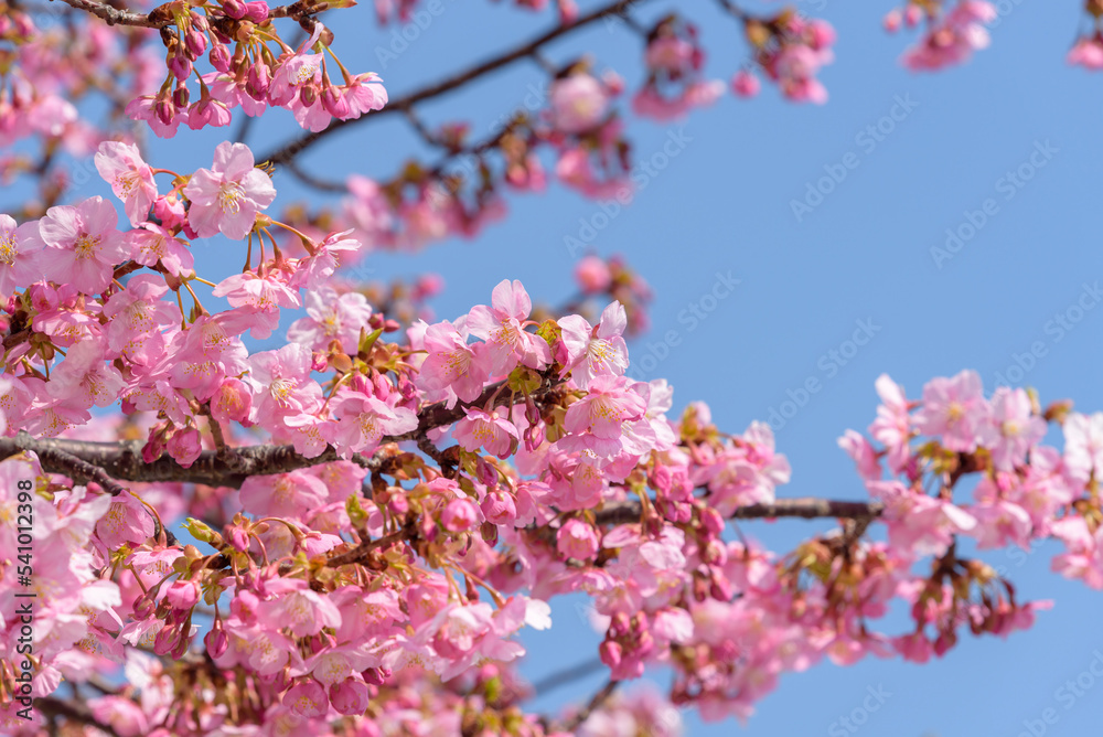 Cherry blossoms, Kawazu Zakura tree