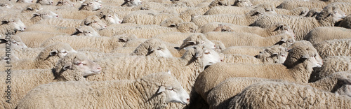 Group of sheep aligned, Sun Valley, Idaho. photo