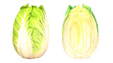 丸ごとの白菜と半分に切った白菜の水彩風背景透過イラストセット