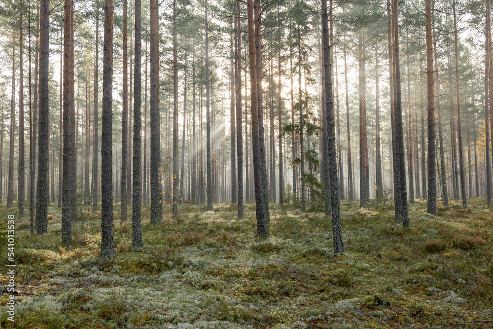 Pine tree forest landscape in sunrise. Forest therapy and stress relief.