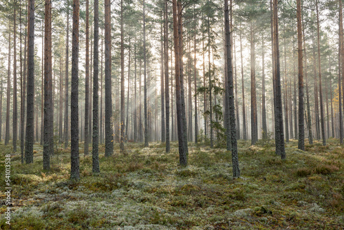 Pine tree forest landscape in sunrise. Forest therapy and stress relief. © Conny Sjostrom