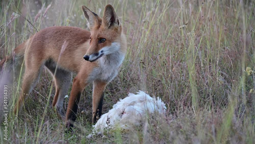 Red fox Vulpes vulpes on a nature background in the wild. Fox eats a bird chicken. Close up. Red fox Vulpes vulpes on a nature background in the wild. Fox eats a bird chicken. Close up.