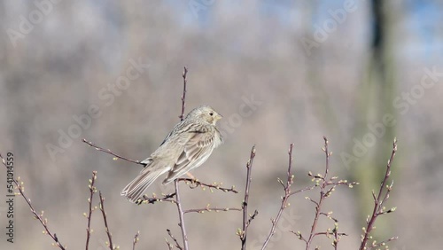 Corn bunting Miliaria calandra sitting on a branch. The Singing bird. photo