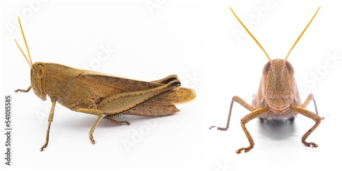Fotografia, Obraz Brown grasshopper face and antennae isolated on white background