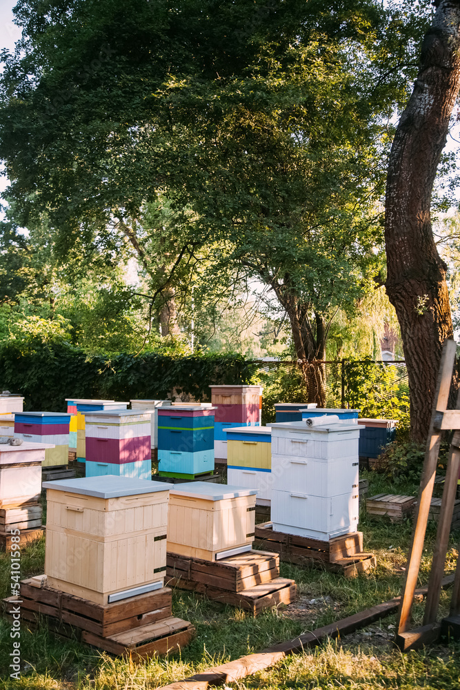 Apiculture colony. Bee hives. Natural farming. Colorful wooden beekeeping farm in sunny daylight garden outdoor. Apiculture colony. Bee hives. Natural farming. Colorful wooden beekeeping farm in sunny daylight garden outdoor.