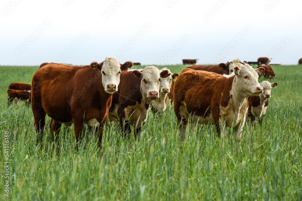 Cattle raising with natural pastures in Pampas countryside, La Pampa Province,Patagonia, Argentina. Cattle raising with natural pastures in Pampas countryside, La Pampa Province,Patagonia, Argentina.
