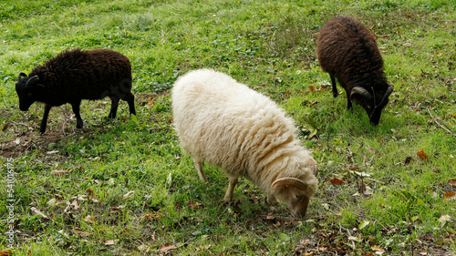 White ewe Ouessant sheep or Breton Dwarf with polled horns grazing on a meadow