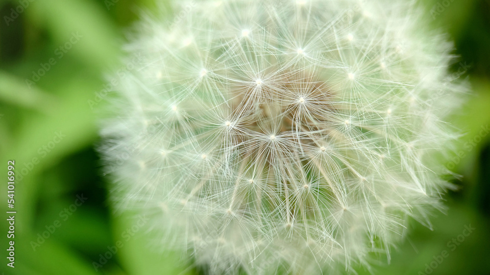 Ripe fluffy head of a field dandelion.Texture or background Ripe fluffy head of a field dandelion.Texture or background