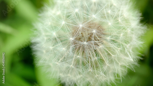 Ripe fluffy head of a field dandelion.Texture or background