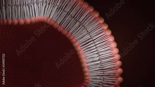 Lipid bilayer or phospholipid bilayer. 3D rendering.
