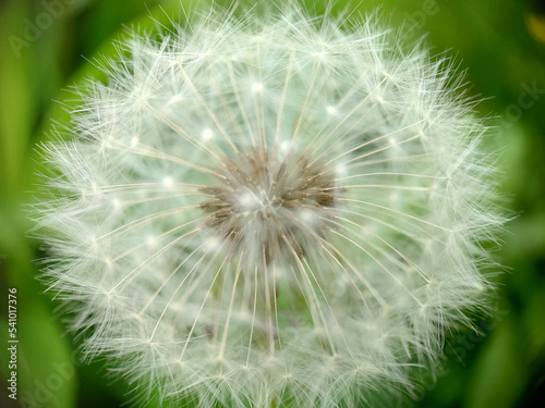 Spherical head of ripe dandelion in green grass