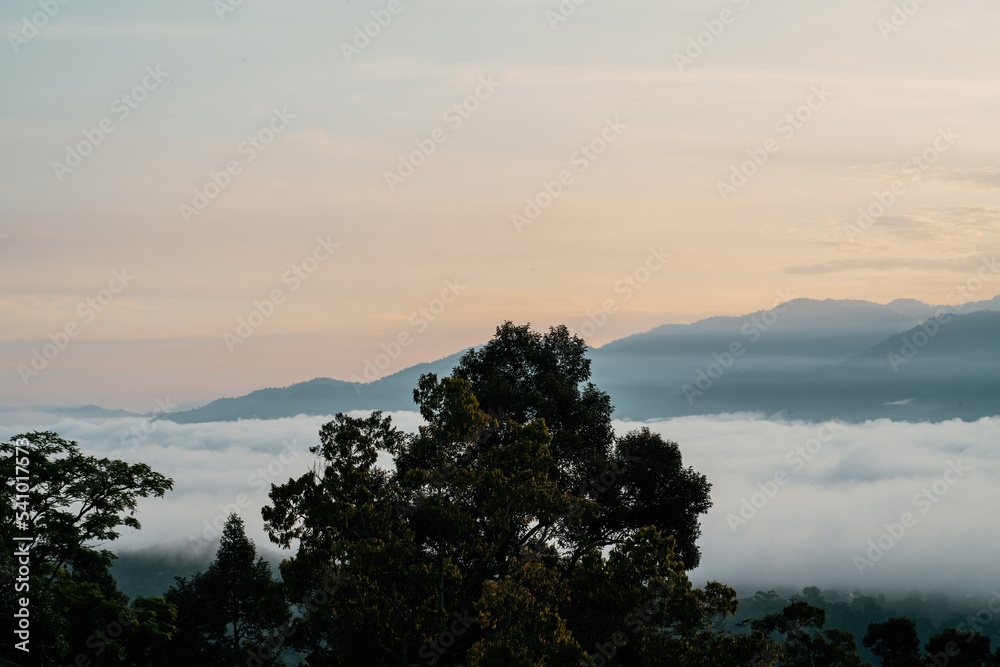 Fototapeta premium Rainforest trees with Sea clouds din the background.