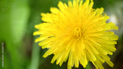 Yellow weed dandelion flower on green background