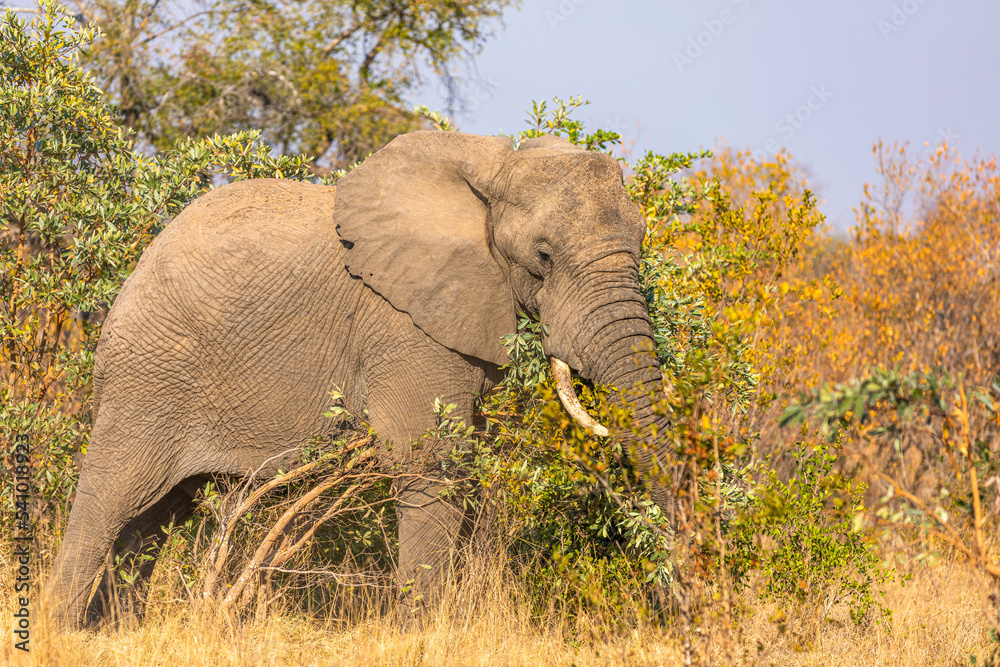 Obraz premium Elephant (Loxodonta africana), Sabi Sands Game Reserve, South Africa.