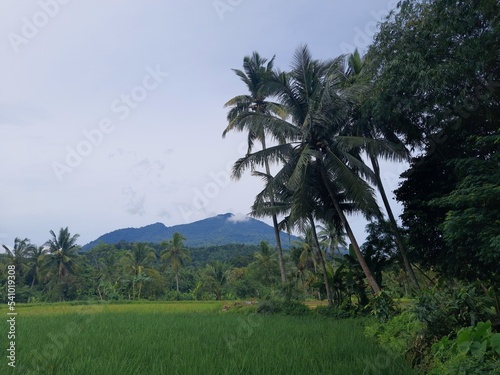 Beautiful view of rice fields and cloudy mountain