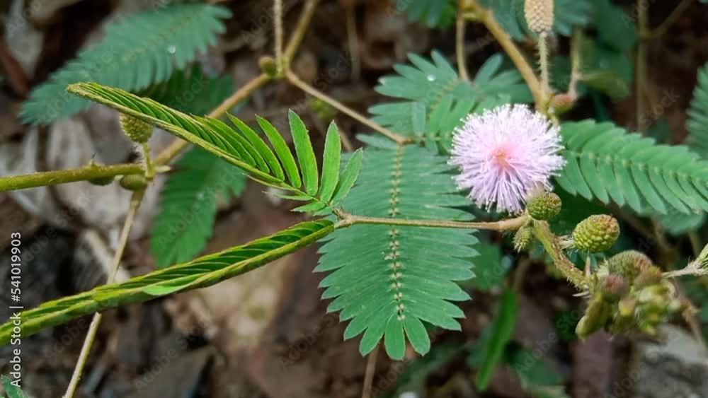 mimosa pudica flower (is called lajalu in Marathi and in Hindi chui mui