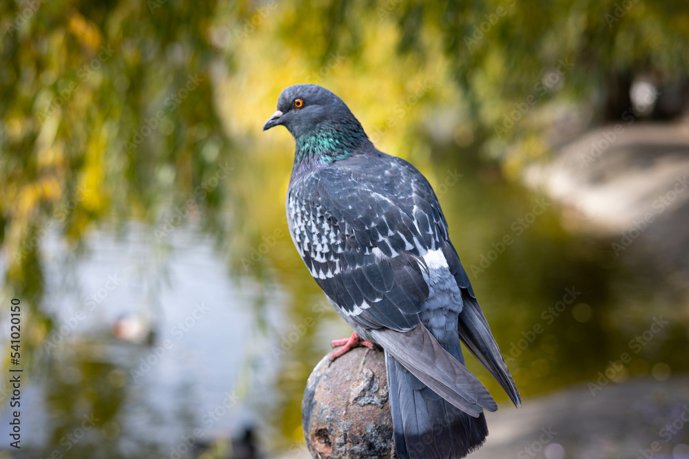 Fototapeta premium Pigeon dove in the park. Portrait of a dove.