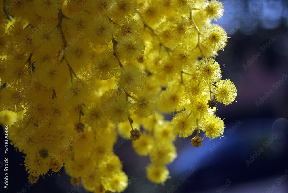 Obraz premium Mimosa