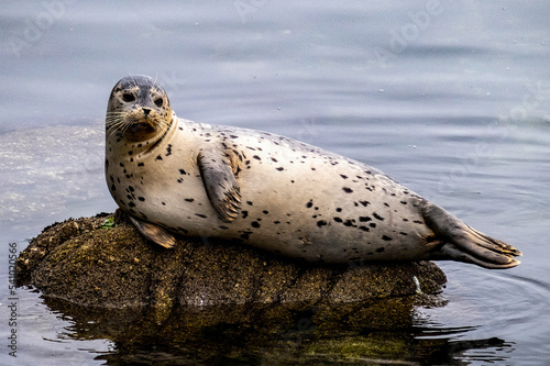 Closeup of a harbor seal basking in the early morning fog on a rock in the Monterey, California harbor. photo