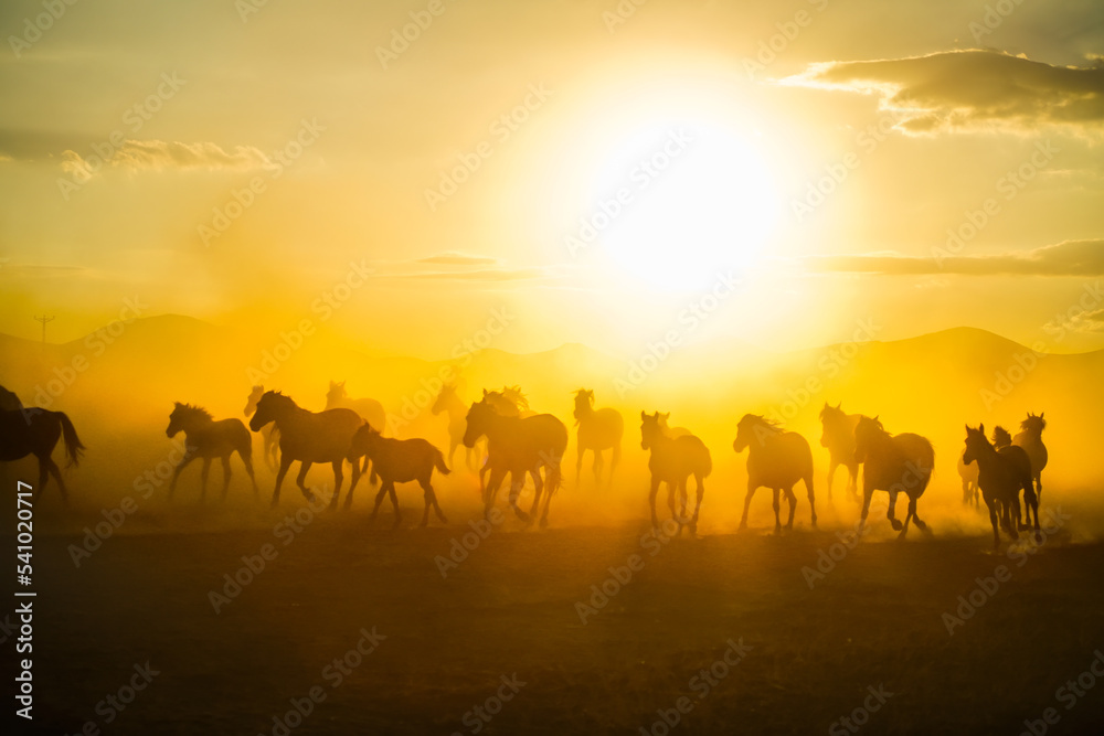 Fototapeta premium herd of horses running at sunset