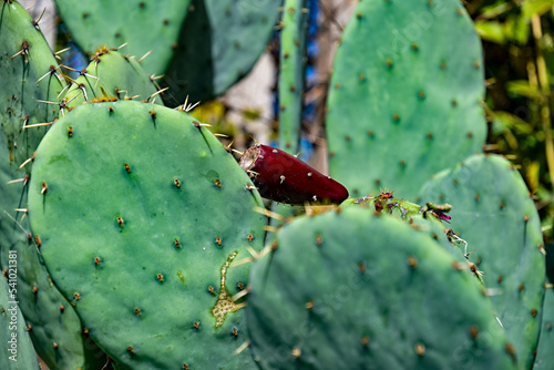 Kaktus mit frischen Kaktusfeigen Opuntia ficus-indica