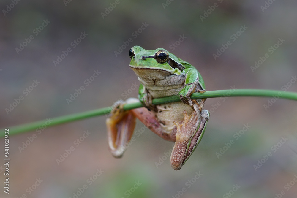 Tiny frog hanging from a branch, frog pulling chin up