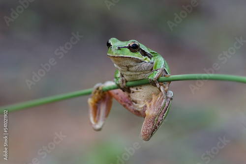 Tiny frog hanging from a branch, frog pulling chin up