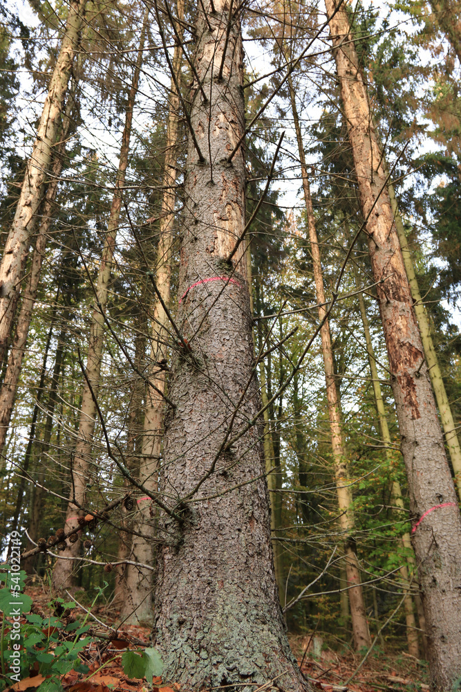 Obraz premium stehendes Totholz nach Käferbefall