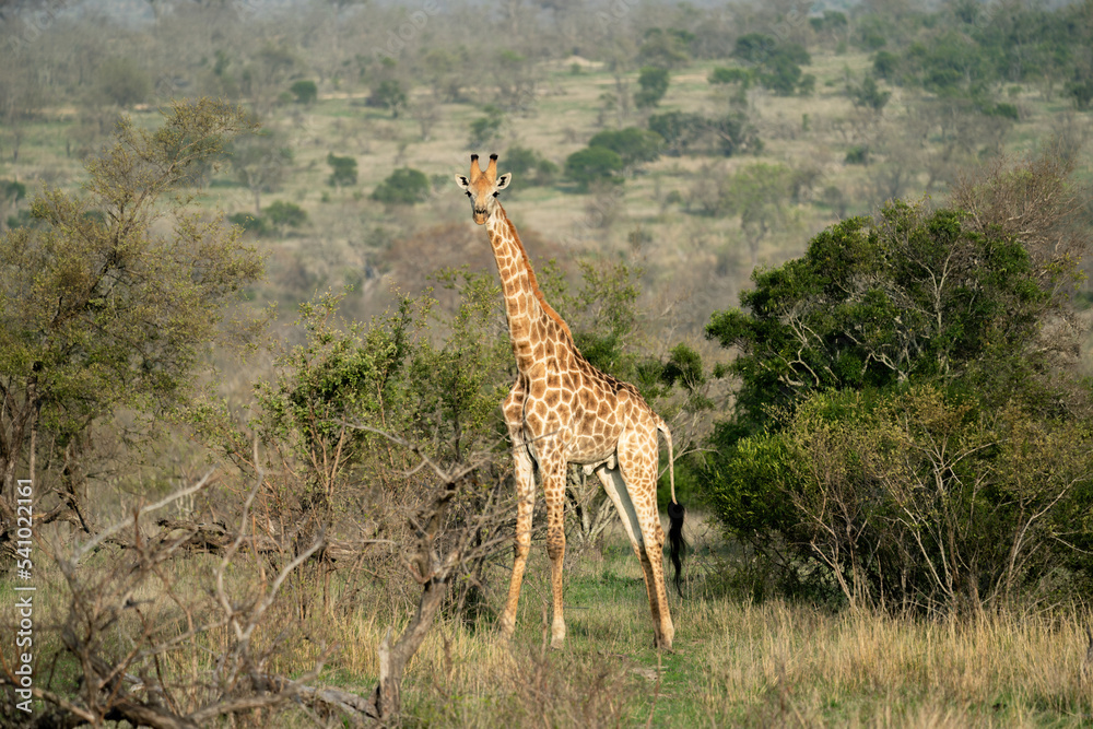 Obraz premium A giraffe is standing and looking at the camera with the green savanna in the background in the South African wilderness.