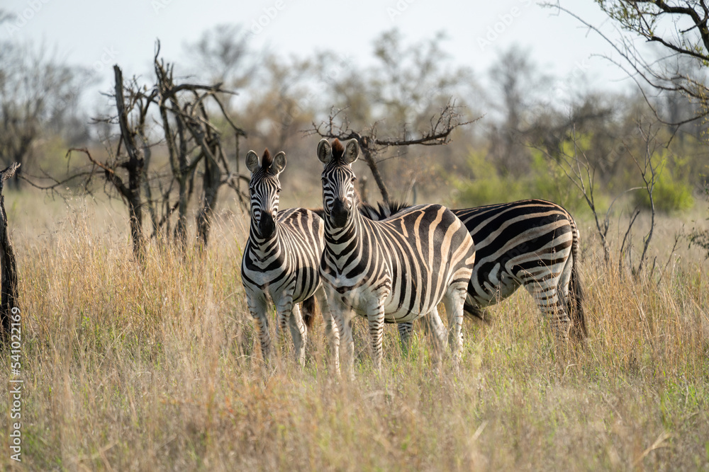 Obraz premium Two zebras are standing in long wild grass in the African savanna and are looking alertly toward the camera. Another zebra is standing behind them.