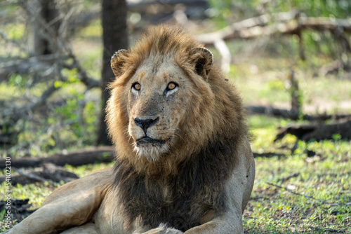 A close-up of a majestic lion facing the camera with a full and shaggy mane, resting on the ground in the African bush