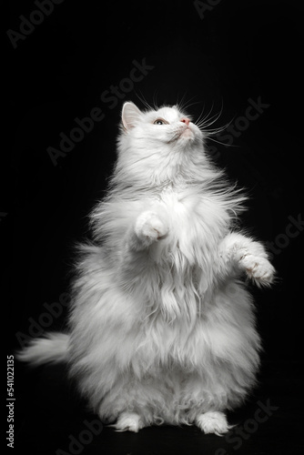 Fototapeta White fluffy cat stands on its hind legs on a black background