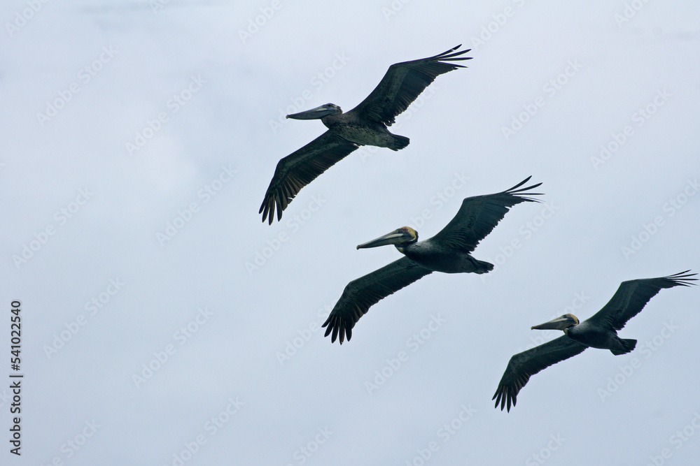 Fototapeta premium Pelicans flying in group in Machalilla National Park - Puerto Lopez - Ecuador