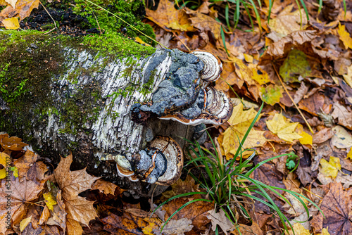 Polypores on the trunk of a fallen birch tree in the autumn forest