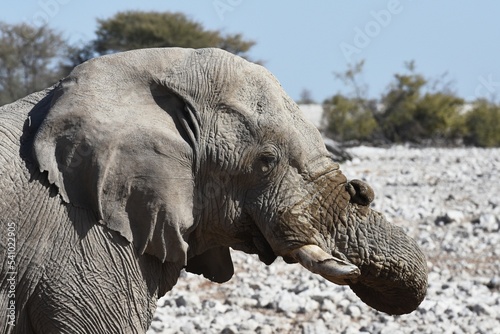  Afrikanischer Elefant (loxodonta africana) am Wasserloch von Okaukuejo im Etoscha Nationalpark in Namibia. 