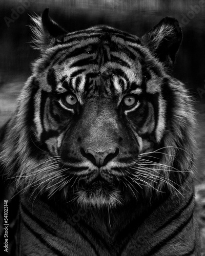 portrait tigre