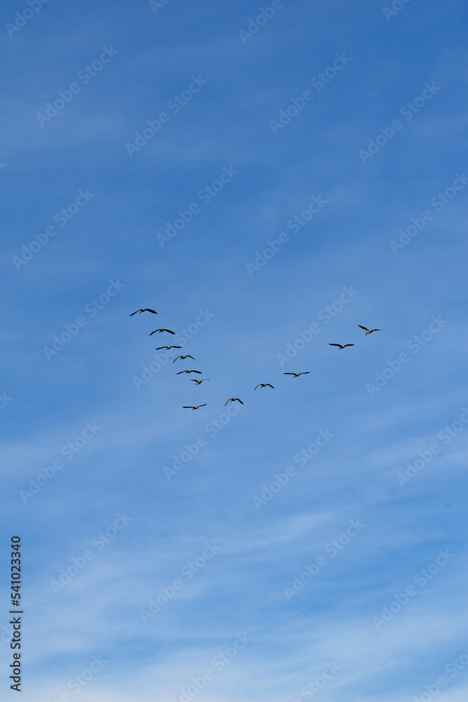 birds in v flight formation