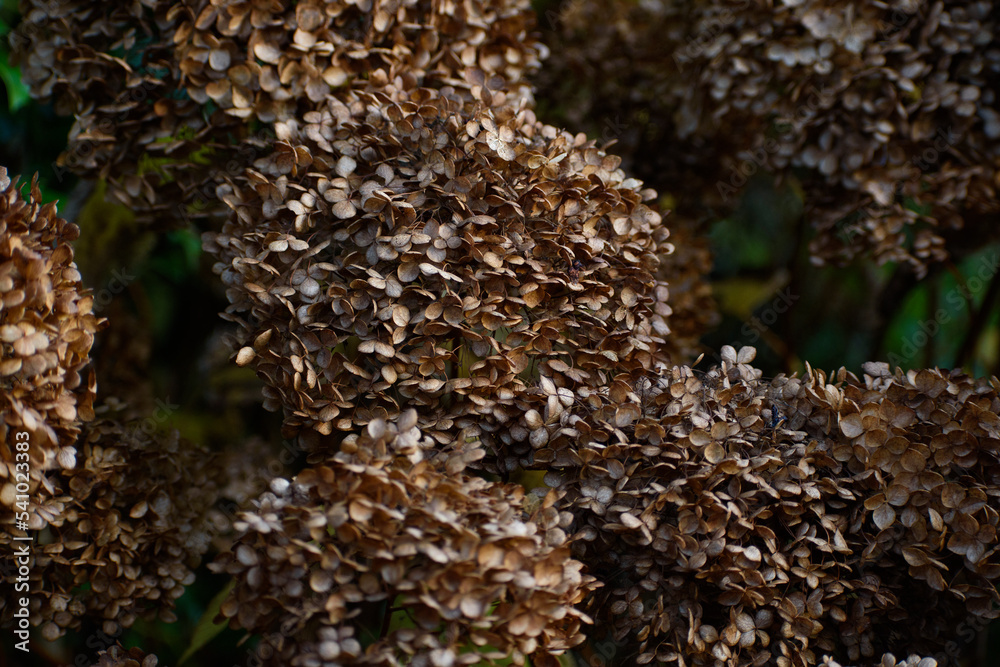Flower decay in autumn Flower decay in autumn