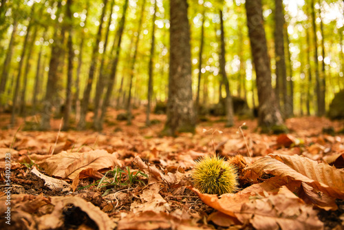 Fototapeta Naklejka Na Ścianę i Meble -  ground full of dry leaves in a chestnut forest