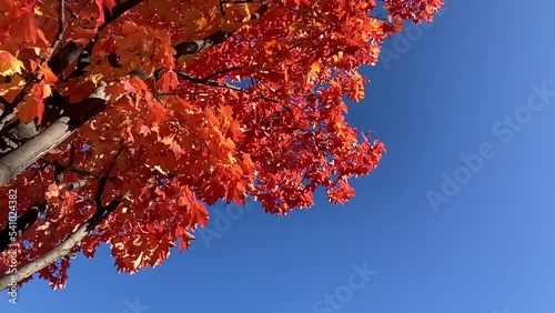 秋の札幌の紅葉