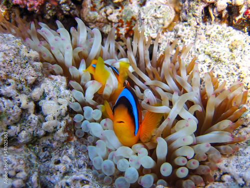 Amphiprion bicinctus or Red Sea clownfish hiding in a coral reef anemone  Sharm El Sheikh  Egypt
