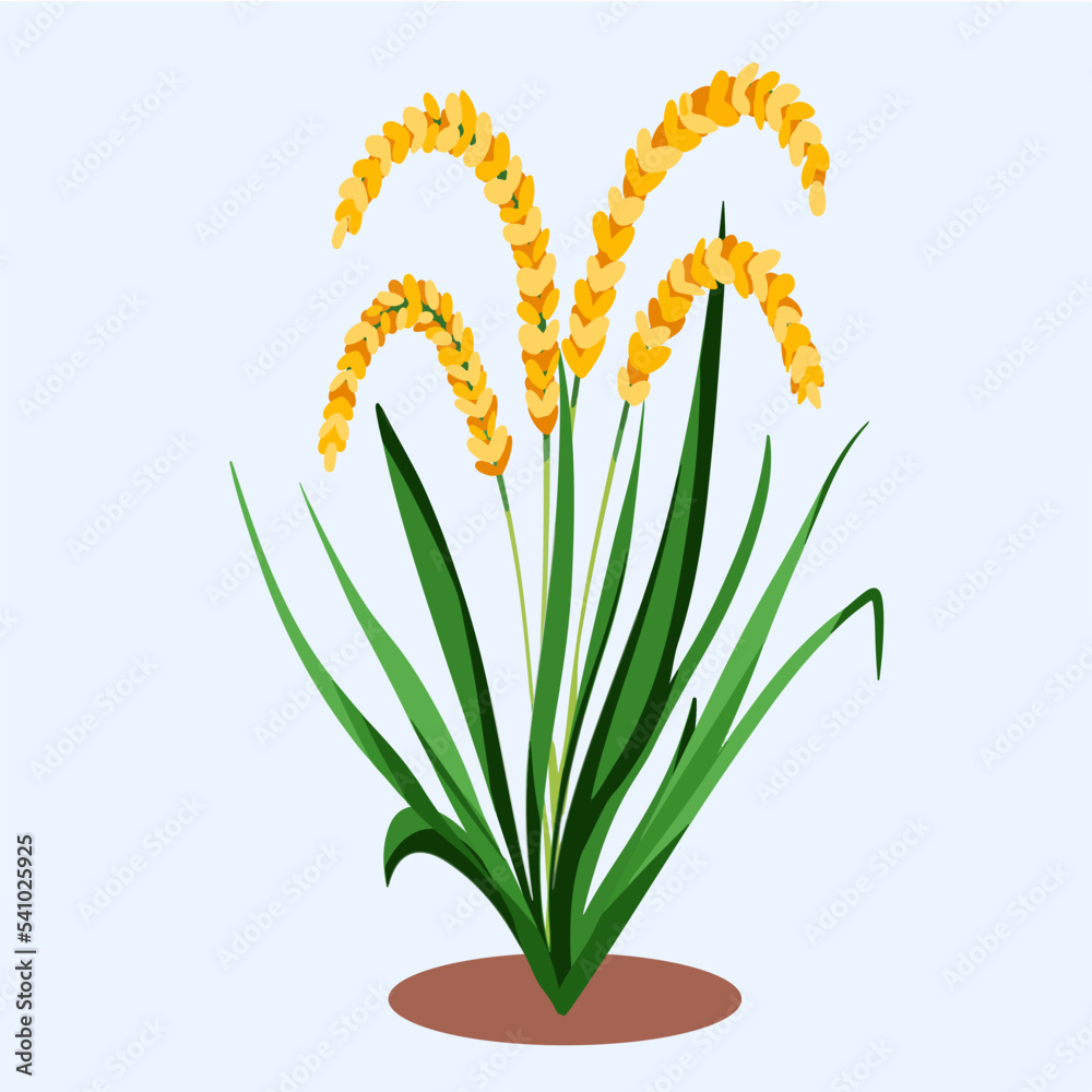 Rice plant with green leaves. Fresh raw plant on ground isolated on