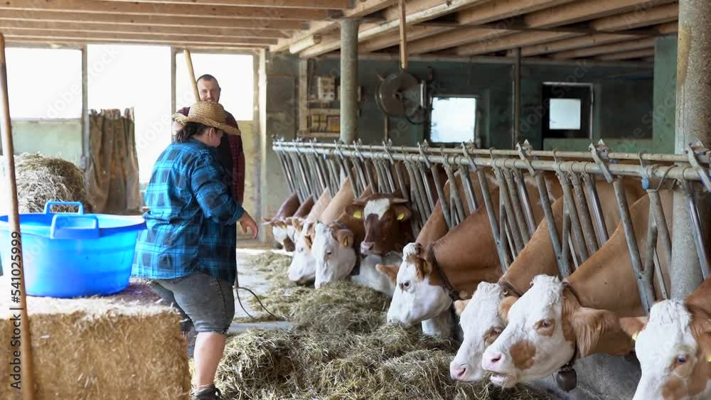 Happy young farmer couple working inside cowshed
Happy young farmer couple working inside cowshed